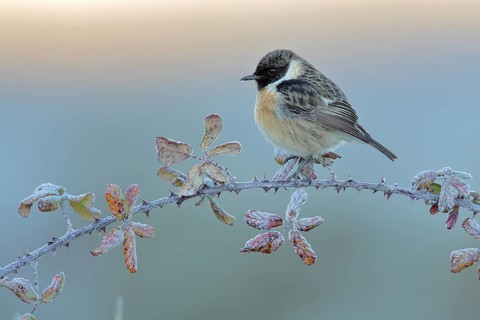 European Stonechat (Saxicola rubicola) male perched on a twig, Andalusia, Spain