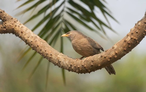 A jungle babbler (Argya striata) on a tree branch, Sreepur, Gazipur, Bangladesh