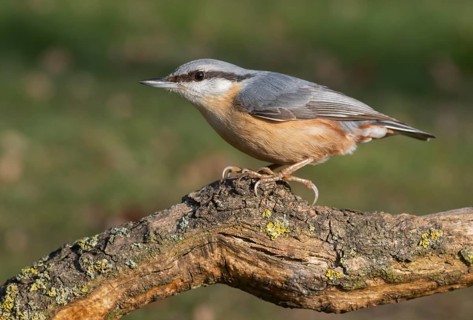 Eurasian Nuthatch (Sitta europaea), Lower Saxony, Germany