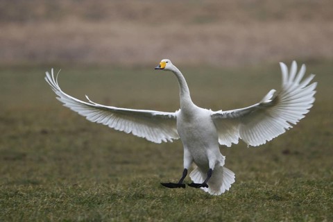 Whooper Swan (Cygnus cygnus) flying, North Rhine-Westphalia, Germany