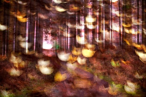 Traumatic forest