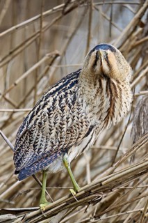 Bittern (Botaurus stellaris), camouflaged standing on reeds, Flachsee nature reserve, Canton