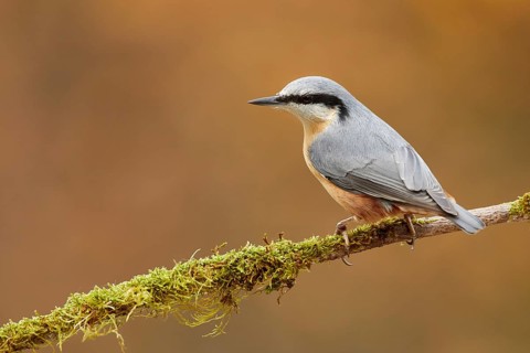 Eurasian Nuthatch (Sitta europaea) perched on a mossy branch, Grisons, Switzerland