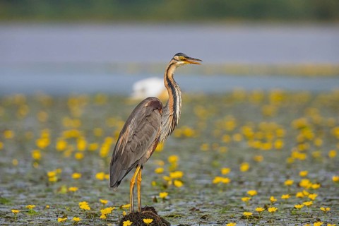 Purple heron (Ardea purpurea) amidst flowering water lilies Hungary