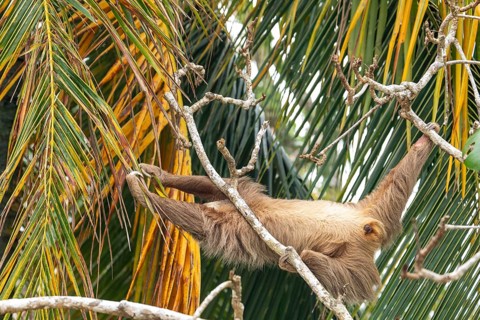 Male two toed sloth reaching and stretching across branches towards a palm frond, showing genitals.