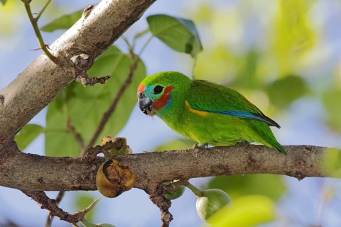 Double-eyed Fig Parrot (Cyclopsitta diophthalma macleayana) male perched on a branch, Queensland,