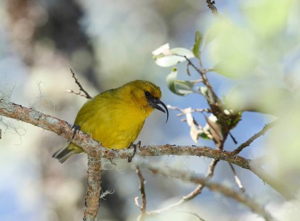Akiapola'au, Hemignathus wilsoni, Endangered Hawaiian Honeycreeper
