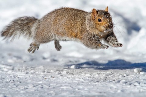 Eastern gray squirrel (sciurus carolinensis) chased by red fox and running, Montreal botanical