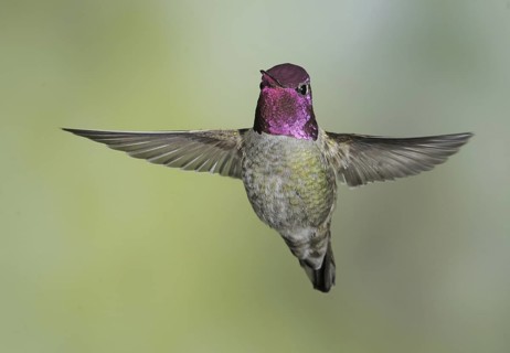 Anna's Hummingbird (Calypte anna), British Columbia, Canada