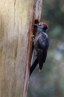 Black Woodpecker (Dryocopus martius) male at nest cavity, Netherlands