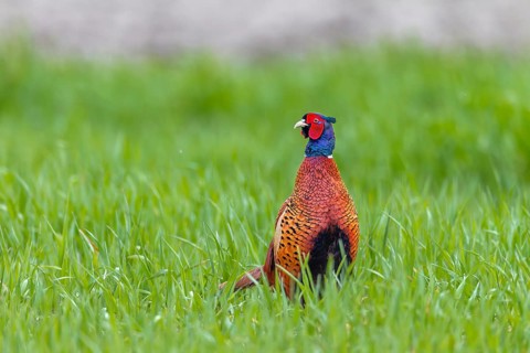 The plumage of the pheasant cock (Phasianus colchicus) comes into its own in the fresh green of a