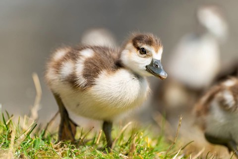 Egyptian goose (Alopochen aegyptiaca) cute chicks on a meadow at the shore of a lake, Bavaria,