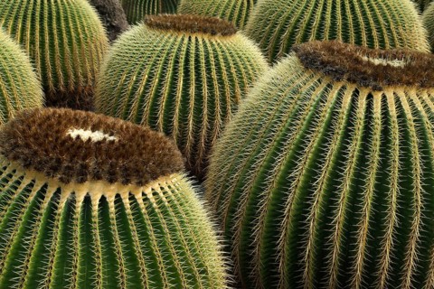 Canary islands, Lanzarote, cacti. Cactus Garden, Lanzarote, Canary Islands, Spain
