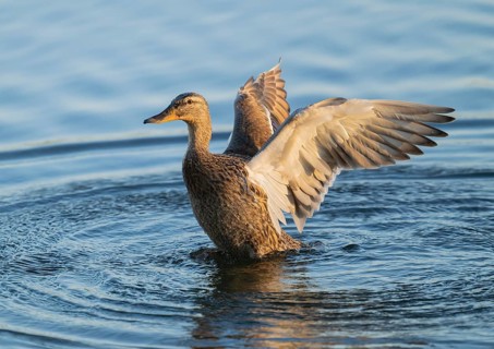 Mallard (Anas platyrhynchos), female, on a lake, flapping her wings, blue water, Lower Saxony,