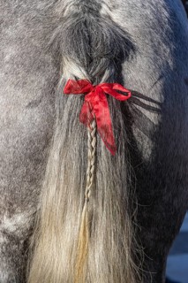 Artfully braided ponytail of a grey horse. The red ribbon is a subtle warning. The horse tends to