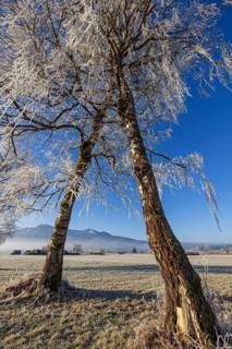 Trees, birches, hoarfrost, sunny, mountain landscape, winter, Loisach-Lake Kochel-Moor, Alpine
