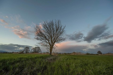 A leafless tree stands in the field at sunset. Clouds move in the sky. Mountains can be seen on the