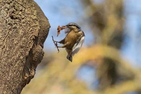 A nuthatch (Sitta europaea) with building material in its beak on the approach to its breeding den,