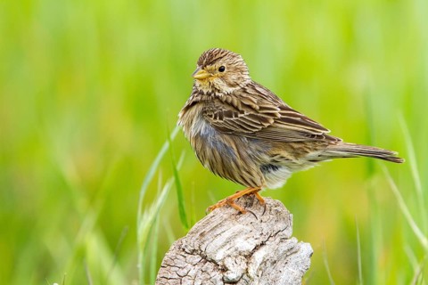 Corn Bunting (Emberiza calandra), Castile-La Mancha, Spain