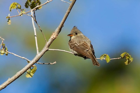 Greater Pewee Contopus pertinax Santa Catalina Mountains, near Tucson, Arizona, United States 17