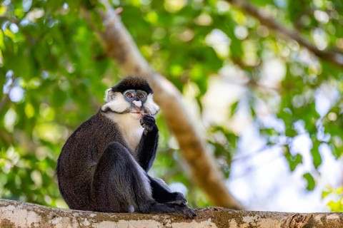 Red-tailed guenon or Congo white-nosed guenon (Cercopithecus ascanius schmidti), sitting on a tree,