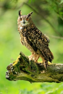 Eurasian Eagle-owl (Bubo bubo), adult, perch, vigilant, in summer, Wisdom, Šumava, Czech Republic