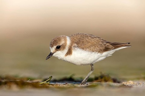Animals, birds, plover, Kentish plover, (Charadrius alexandrinus), biotope, habitat, foraging, Barr