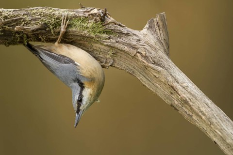 Eurasian Nuthatch (Sitta europaea), Rhineland-Palatinate, Germany