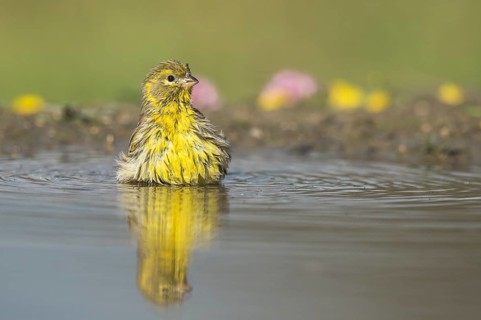 European Serin (Serinus serinus) male bathing, Aosta Valley, Italy