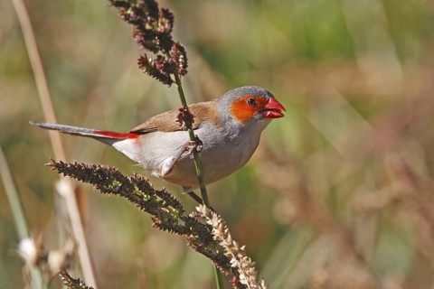 Orange-cheeked waxbill, Estrilida meipoda