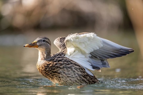 Mallard (Anas platyrhynchos) female on a lake, Bavaria, Germany