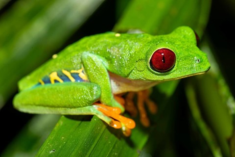 Macro shot of a Red-Eyed Tree Frog (Agalychnis callidryas) resting on a leaf. Vibrant colors show