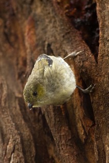 Forty-spotted Pardalote (Pardalotus quadragintus), Tasmania, Australia