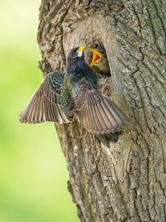 Common Starling (Sturnus vulgaris) feeding young in nest hole, Rhineland-Palatinate, Germany