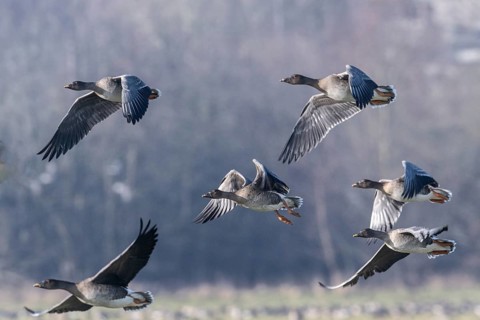 Bean geese (Anser fabalis), Emsland, Lower Saxony, Germany