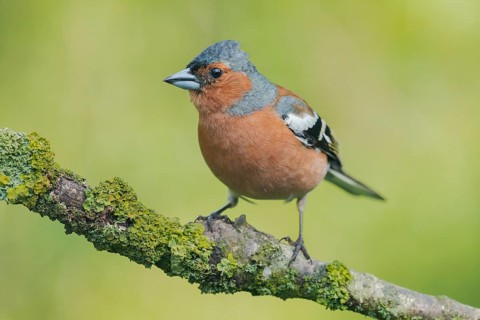 Common Chaffinch (Fringilla coelebs) male perched on a branch, Lower Saxony, Germany