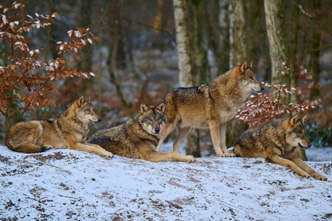 Four wolves lying and standing on a snowy area in the forest, pack, winter, wolf (Canis lupus),