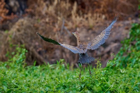 A bird spreads its wings surrounded by green plants in a natural environment, Marbled Heron