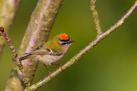 Firecrest, Regulus ignicapillus, Roitelet à triple bandeau, Roitelet triple-bandeau, Reyezuelo