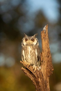 Southern White-faced Owl (Ptilopsis granti) captive, Germany