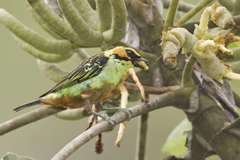 Golden-eared Tanager (Tangara chrysotis), Ecuador