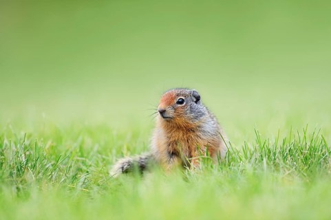 Columbia ground squirrel (Urocitellus columbianus, Spermophilus columbianus), juvenile, Waterton