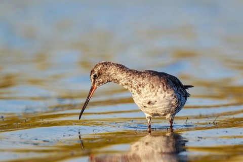 Spotted Redshank (Tringa erythropus) foraging, Lesvos, Greece