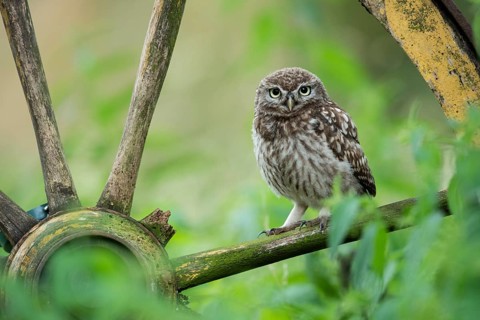 Little owl (Athene noctua), Vechta, Lower Saxony, Germany