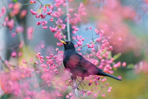 A common blackbird (Turdus merula) sits in a European spindle tree (Euonymus europaeus), and eats