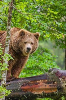 A female eurasian brown bear (Ursus arctos arctos) stands on a log lying at a forest edge in early