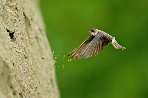Sand martin (Riparia riparia), approaching the breeding tube, Reussegg nature reserve, Canton