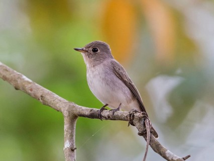 Asian Brown Flycatcher (Muscicapa dauurica), Sri Lanka