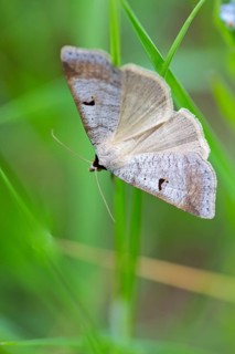 Kidney Spotted Vetch, (Lygephila pastinum), owl moth, moth, butterfly, macro, insect, Lobau,
