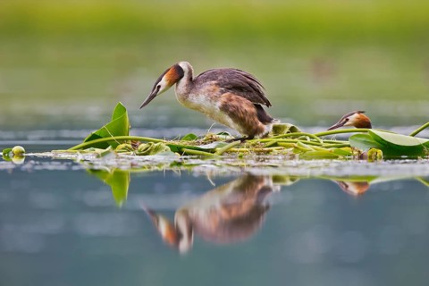Great Crested Grebe (Podiceps cristatus) pair on nest, Bavaria, Germany